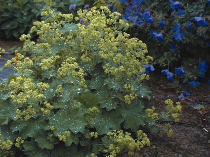 Picture of Alchemilla - Mollis Irish Silk
